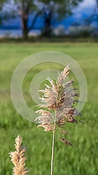 Vertical frame Green field and tall brown grasses behind a rusty chain link wire mesh fence