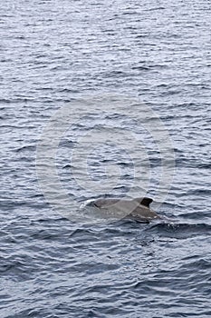 Vertical frame of a pilot whale surfacing in the Norwegian Sea, its sleek form cutting through the water near Andenes, Norway