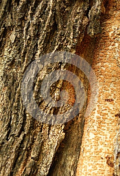A vertical frame of tree skin stem texture background.