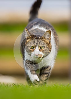 Vertical front cat on the prowl photo