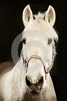 Vertical frontal portrait of white horse on black isolated background.