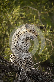 Vertical full body portrait of adult leopard sitting in a tree in Kruger Park in South Africa