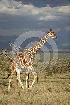 Vertical full body portrait of adult reticulated giraffe walking in grassy plains of Ol Pajeta with dark thunderstorm sky in