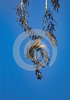 Elegant vertical portrait of Robin with blue sky copy space