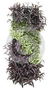 Vertical Garden