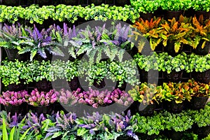 Vertical garden