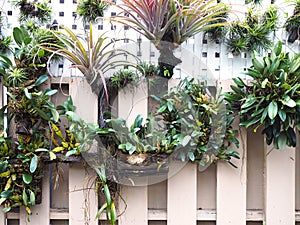 Vertical garden decoration on the wall