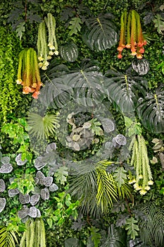 Vertical Garden with Diverse Foliage