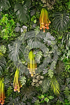 Vertical Garden with Diverse Foliage