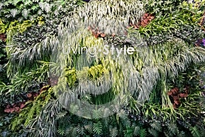 A Vertical garden filled with various type of small tree arranged together giving the feeling of fresh and relaxation