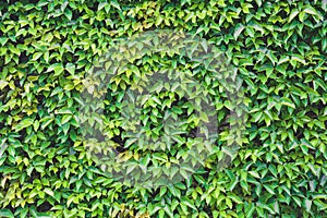 Vertical garden, green leaves wall texture, natural green leaf climbing plant covered concrete wall background