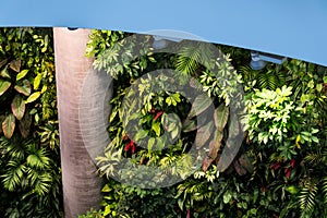 Vertical garden, green living wall with flowers and plants, indoors