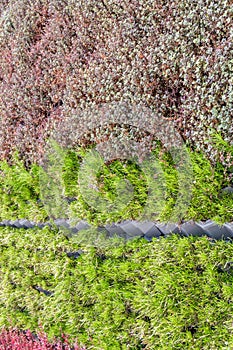 Vertical garden, green and red brown plants growing on wall back