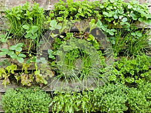 Vertical garden herbs on a small place