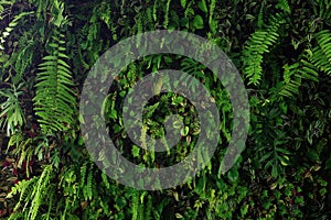 Vertikálne záhrada príroda pozadie žijúci zelený stena z brečtan paprade,, palec rastlina a odlišný 
