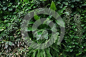 Vertical garden nature backdrop, living green wall of devil`s ivy, sword fern, bird`s nest fern, hanging Dischidia houseplant an photo