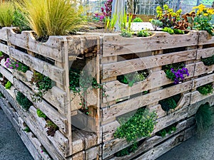 Vertical garden - pallets planted with flowers and veggies
