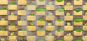 vertical garden planted with succulents An urban living green wall