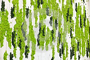 Vertical garden - plants growing on a wall