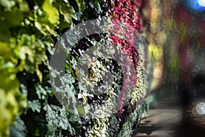 Vertical garden wall close up. Wall covered with plants