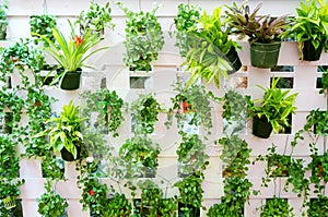 Vertical garden on white wood lath