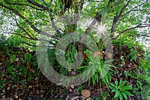 Vertical gardening harmoniously natural.