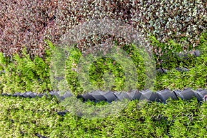 Vertical gardening, two kinds of plants growing covered wall background.