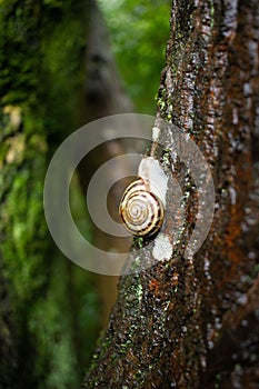 Vertical of a gastropod (Gastropoda) on a tree