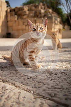 Vertical Ginger Tabby Cat in Jerash