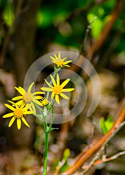 Vertical of Golden Ragwort, Senecio aureus