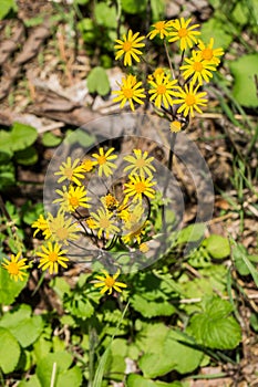 Vertical of Golden Ragwort â€“ Senecio aureus