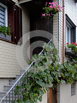 Vertical Grape Garden, on Staircase railing