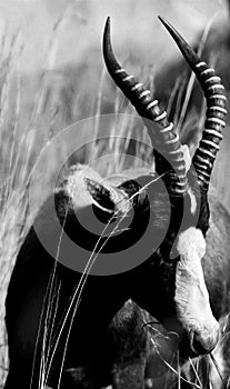 Vertical grayscale of a blesbok in the valley