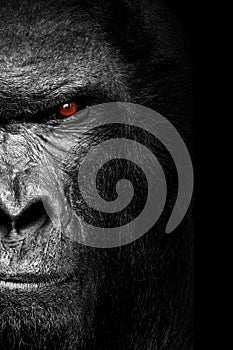 Vertical grayscale of a half face of a gorilla monkey with angry glance