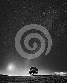 Vertical grayscale of a lonely tree on background of the starry sky - perfect for wallpapers