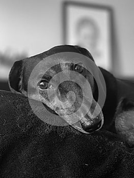 Vertical grayscale portrait of a Dachsund dog laying on the bed