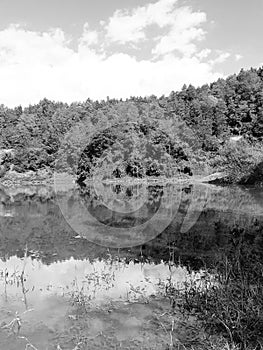 Vertical grayscale of scenic dense forest and the reflection of leafy trees on a mirror lake