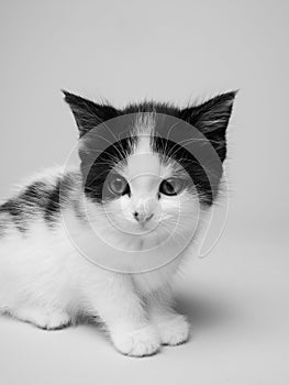 Vertical grayscale shot of an adorable kitten on a blank background