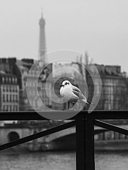 Vertical grayscale shot of the Laridae seabird perched on the bridge. Paris Eiffel Tower, France