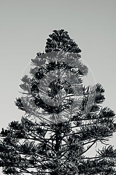 Vertical grayscale shot of a tall pine tree