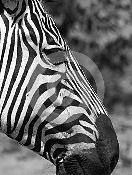 Vertical grayscale shot of a zebra in Kruger National Park, northeastern South Africa