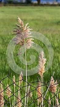 Vertical Green field and tall brown grasses behind a rusty chain link wire mesh fence