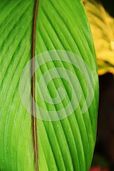 Vertical green leaf close up