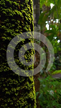 Vertical of green moss growing on a tree trunk in the rainforests of Port Douglas, Australia.