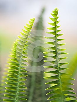 Vertical Green New Zealand Ferns