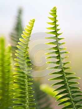 Vertical Green New Zealand Ferns in Day Light