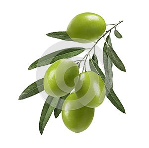 Vertical green olive branch isolated on white background