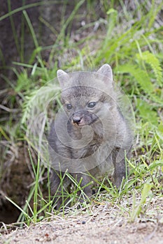 Vertical Grey Kit Fox