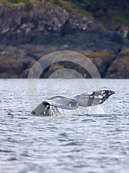 Vertical of a Grey whale, Eschrichtius robustus tail in the water