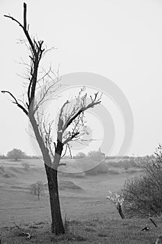 Vertical greyscale shot of an isolated bare tree in the field near the bushes